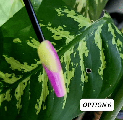 Acrylic Press on Nails Custom Press on Nails